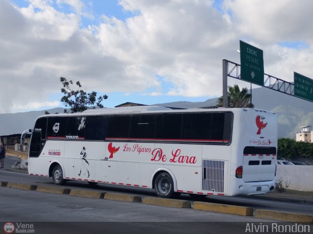 Los P�jaros de Lara 020 por Alvin Rond�n