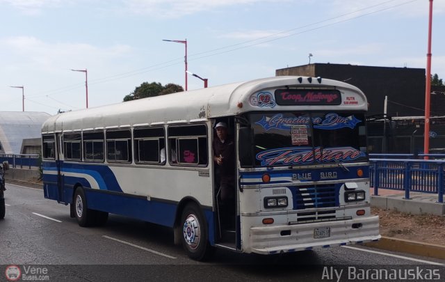 CA - Transporte Ma�ongo 21 por Aly Baranauskas