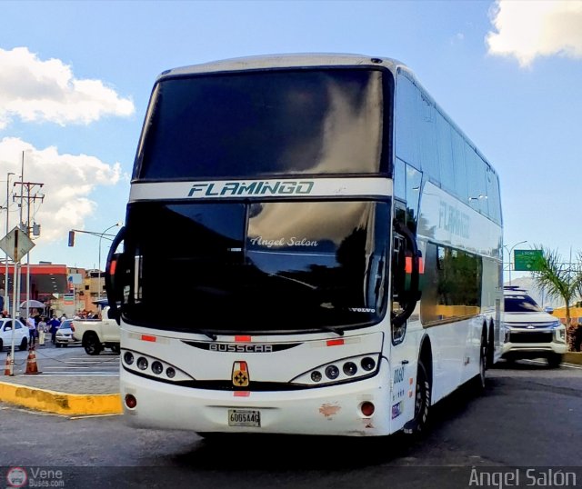 Expresos Flamingo 0060 por �ngel Sal�n