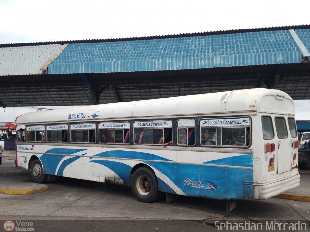 Colectivos Perij� 26 por Sebasti�n Mercado