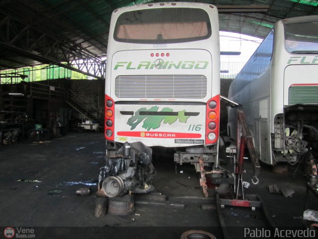 Expresos Flamingo 0116 por Pablo Acevedo