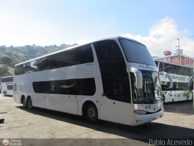 Expresos Flamingo 0116 por Pablo Acevedo