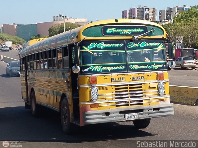 ZU - Colectivos Concepcin 031 por Sebastin Mercado