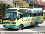 Cotrander 037
