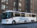 Greyhound