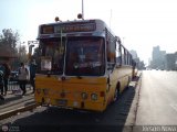 Micros Amarillas 406, por Jerson Nova